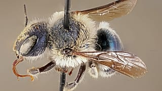 The blue calamintha bee