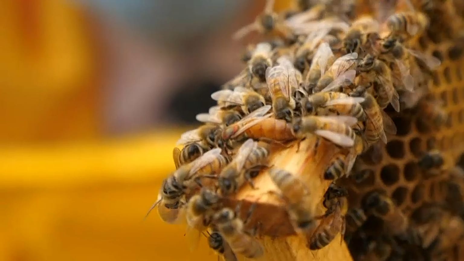 Les abeilles en voie d'extinction