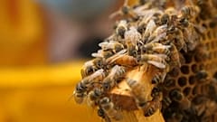 20. Mai ist Weltbienentag: Experten rufen zu mehr Unordnung im Garten auf
