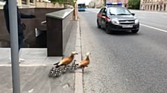 La Guardia Nacional Rusa, al servicio de los patos