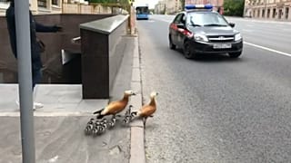 La Guardia Nacional Rusa, al servicio de los patos