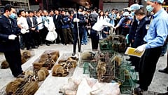Çin'in Guangzhou kentindeki vahşi hayvan pazarına düzenlenen baskında toplanan misk kedileri (arşiv) 