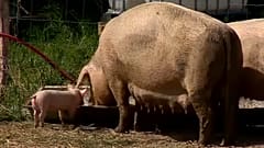 Welche Strategie für die Landwirtschaft in Europa?