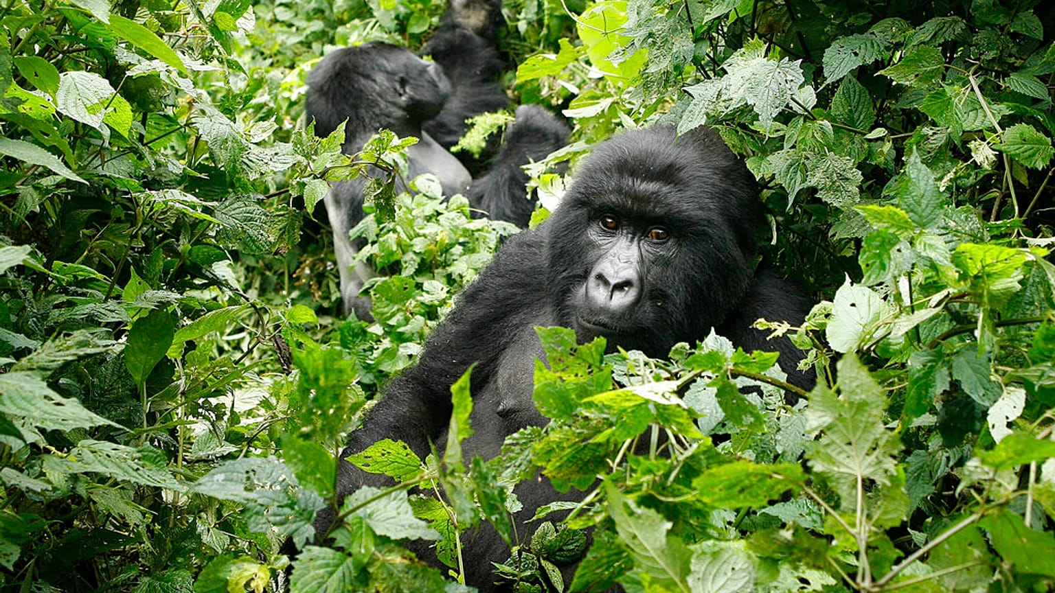 Virus Outbreak Congo Africa Gorillas