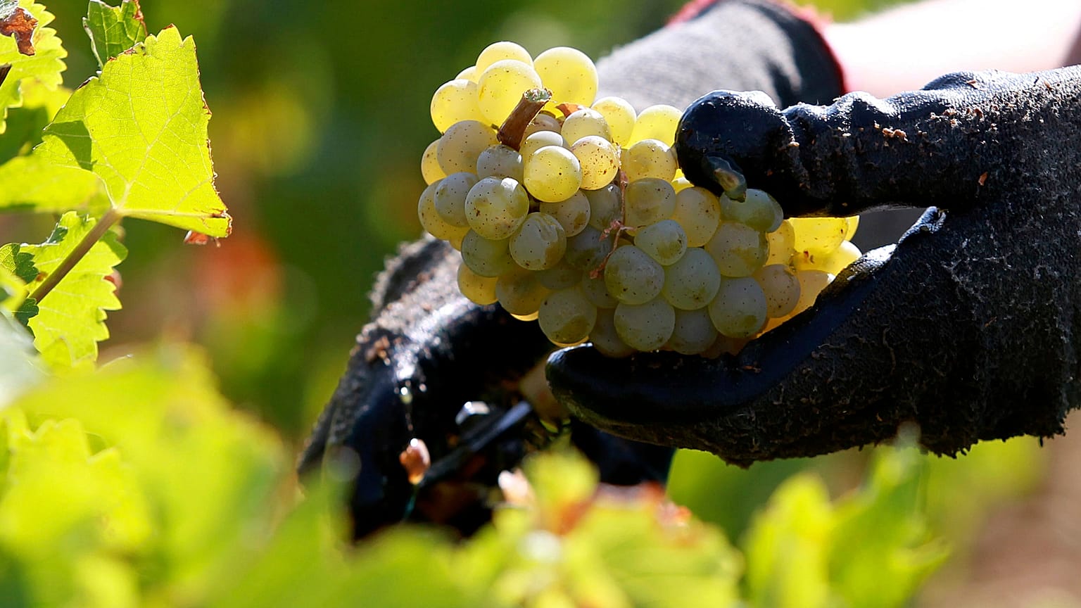 ARCHIVE PICTURE: worker collects white grapes