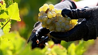 ARCHIVE PICTURE: worker collects white grapes