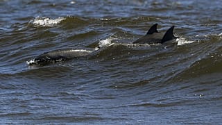 Delfincsoda a kaliforniai partoknál