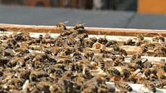 Zum Tag der Artenvielfalt: EU bleibt bei "Grünem Deal" - trotz Covid-19