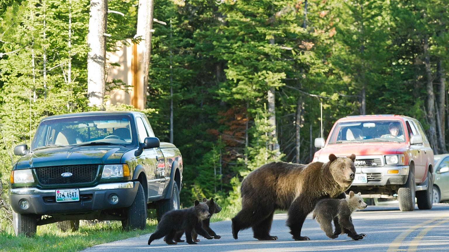 A Grand Teton kedvencei: a 399-es grizzly bandukol át az úton három bocsával (archív)