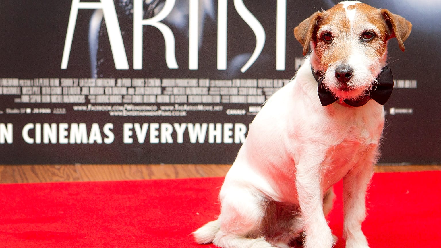 Uggie at a special screening at a London cinema, 2012.