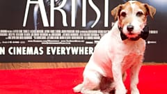 Uggie at a special screening at a London cinema, 2012.
