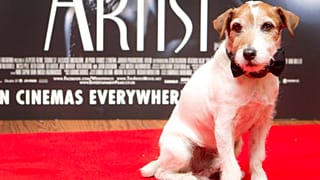 Uggie at a special screening at a London cinema, 2012.
