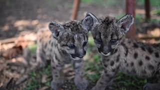 Meksika'da dünyaya gelen iki puma yavrusuna Karantina ve Pandemi ismi koyuldu 