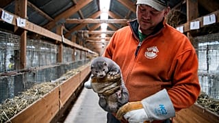 Hollanda'da bir vizon çiftliği
