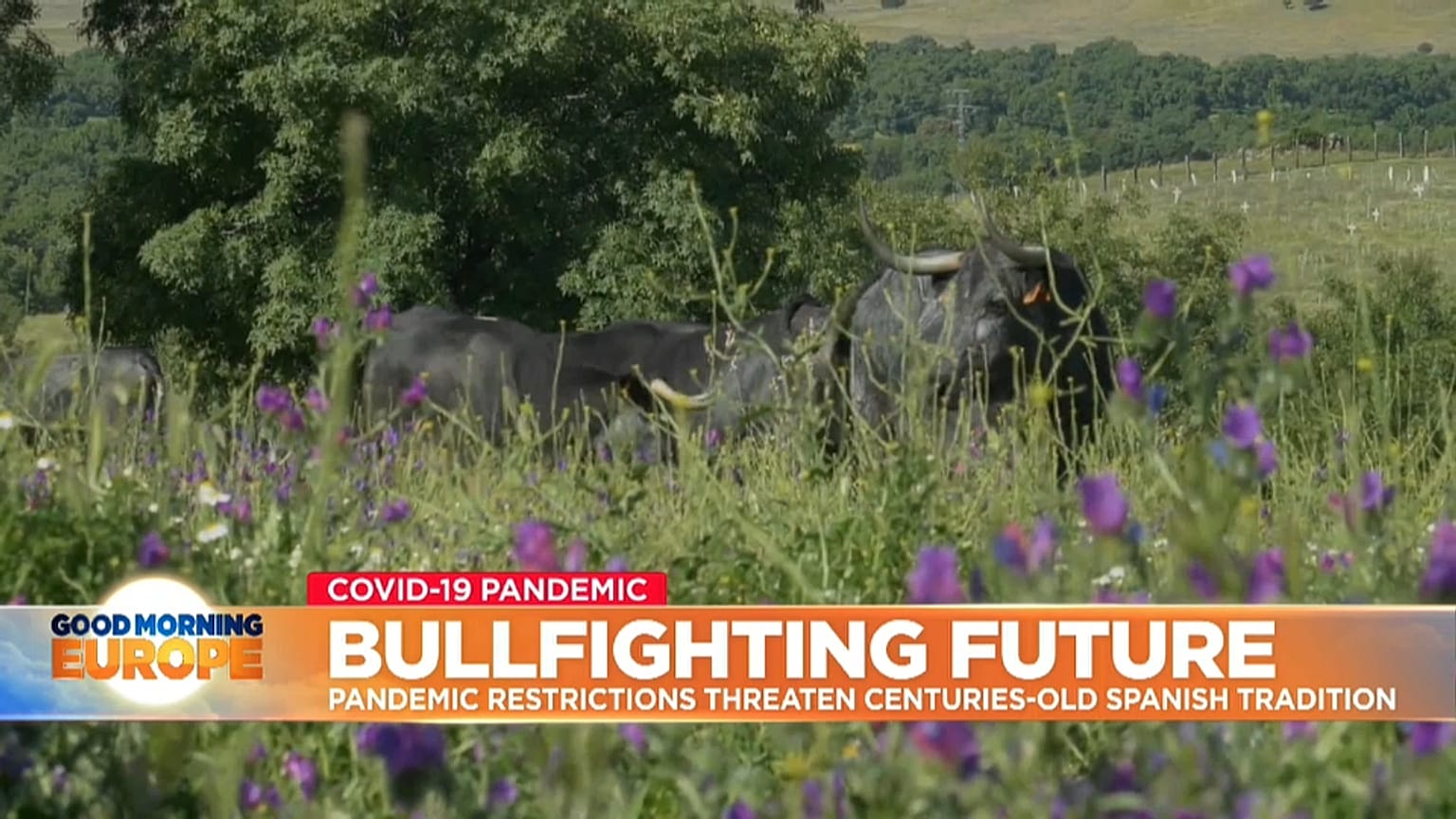 Bulls grazing on a farm in Spanish Dehesa