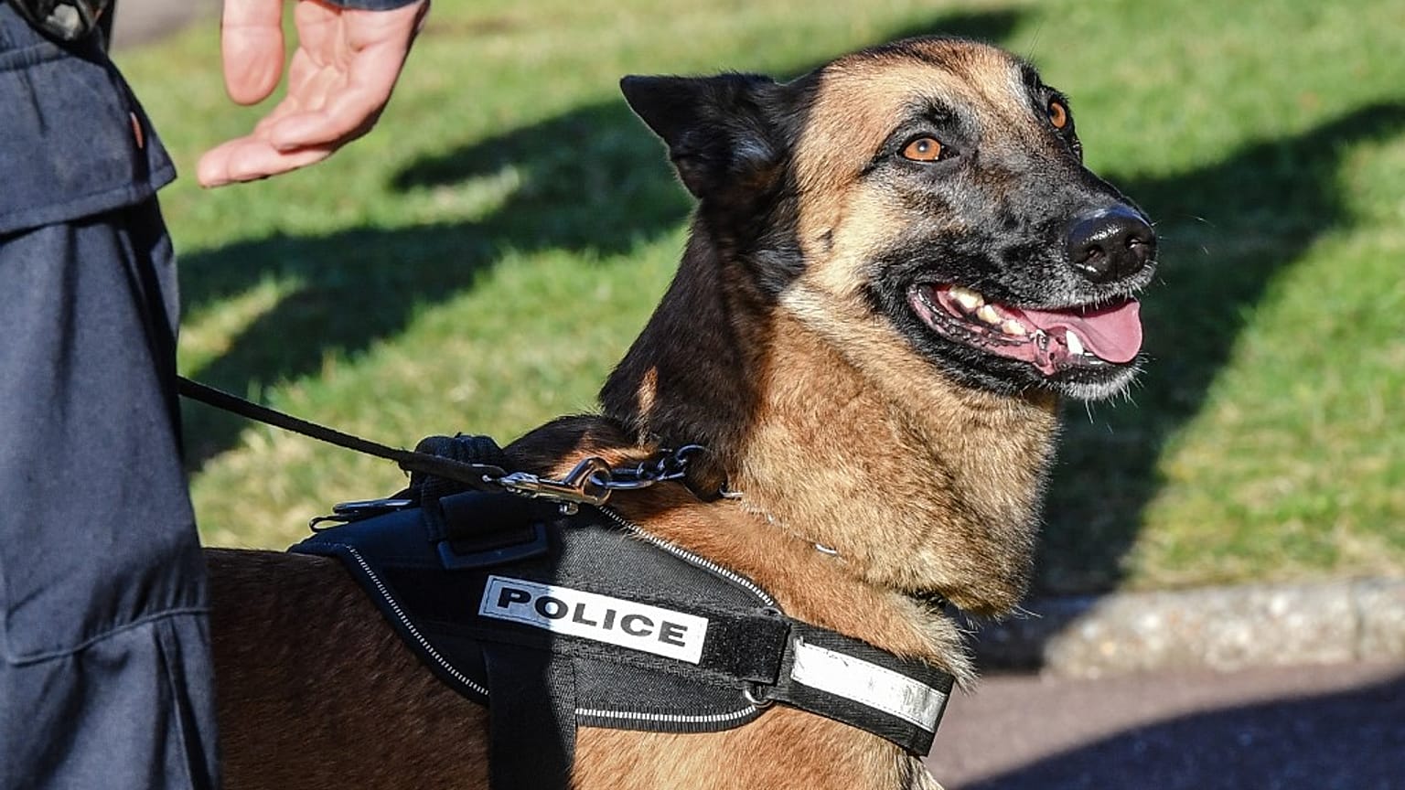 Köpekler,  yeni tip koronavirüs (Covid-19) hastalarını koklayarak tespit etmede yüzde 95 başarı gösterdi