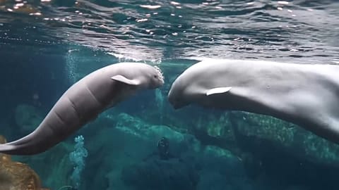 Baby beluga whale swimming alongside mother