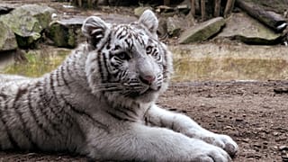 White tiger cub