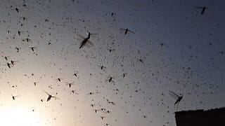Hindistan'ın Rajasthan Bölgesi Nisan ayından bu yana milyonlarca çekirgenin istilası altında
