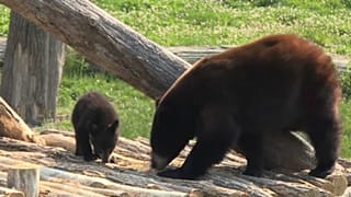Black bear cubs make their debut in eastern France zoo
