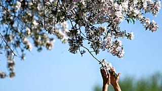 Floransa Belediyesi, Covid-19 nedeniyle hayatını kaybeden 172 kişi için birer ağaç dikerek anı ormanı oluşturacak.