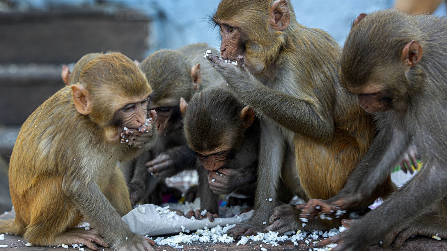 Monkeys eat puffed rice distributed by social workers near a Hindu temple during nationwide lockdown in Gauhati, India