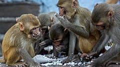 Monkeys eat puffed rice distributed by social workers near a Hindu temple during nationwide lockdown in Gauhati, India