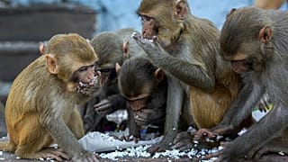 Monkeys eat puffed rice distributed by social workers near a Hindu temple during nationwide lockdown in Gauhati, India