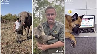 Various animal stars of TikTok