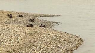 Neusiedler See