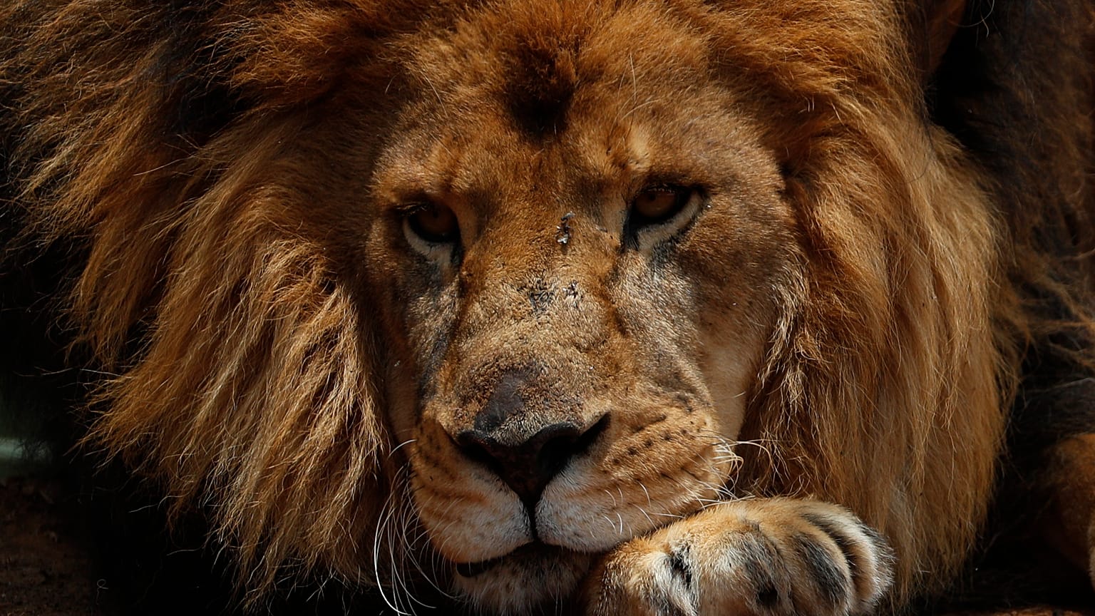 safari parkta görüntülenmiş bir aslan 