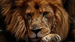 safari parkta görüntülenmiş bir aslan 