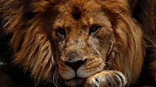 safari parkta görüntülenmiş bir aslan 
