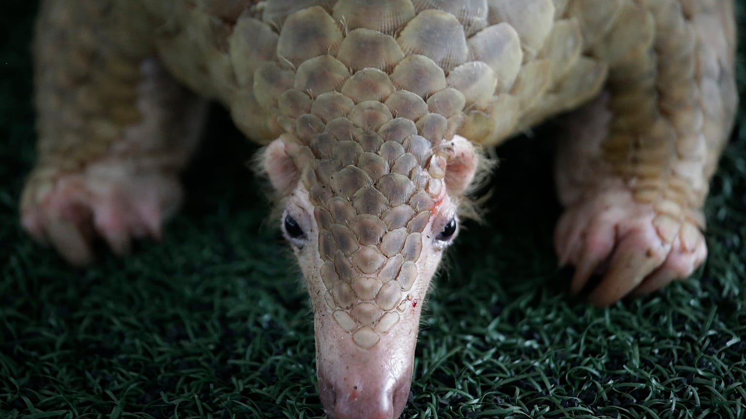Pangolin