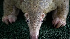 Pangolin