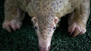 Pangolin
