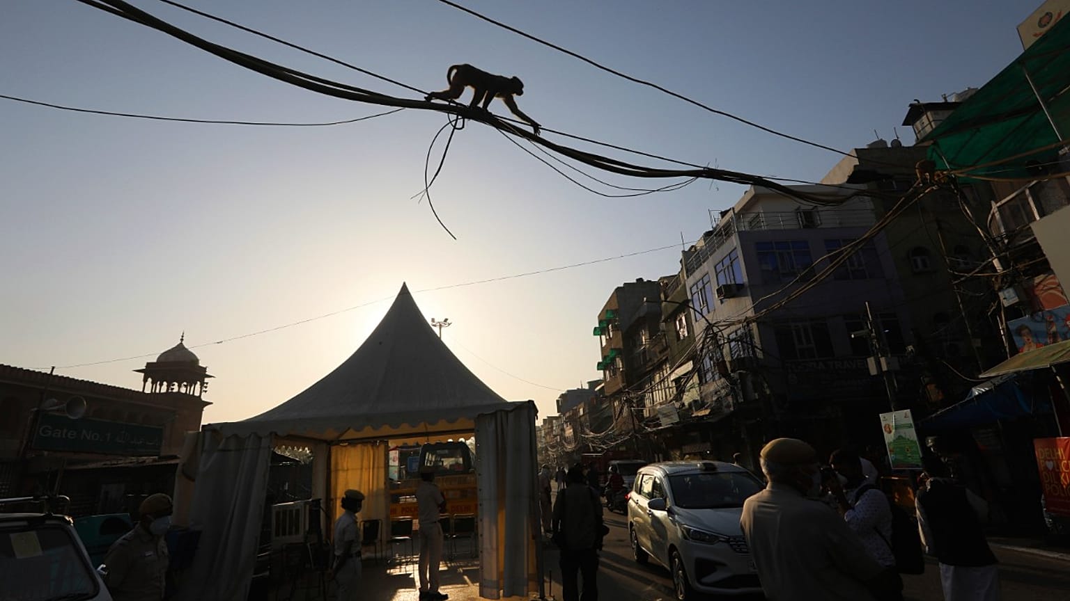 Monkey India