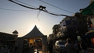Monkey India