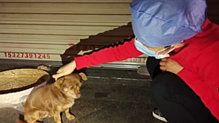 ممرضة صينية مع أحد الكلاب