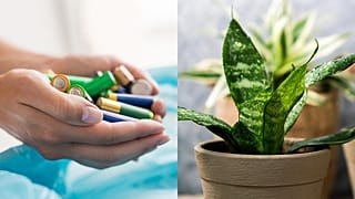 Batterien enthalten Stoffe, die Pflanzen zum Wachsen und Gedeihen brauchen