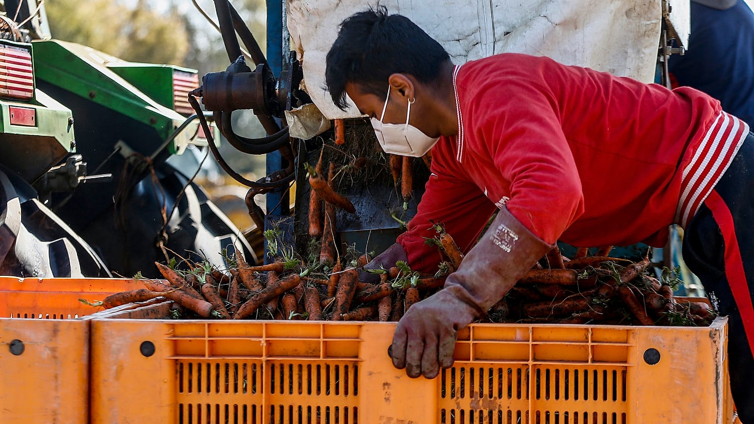 Un lavoratore stagionale in una fattoria vicino a Roma, 4 aprile 2020