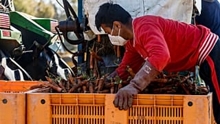 Un lavoratore stagionale in una fattoria vicino a Roma, 4 aprile 2020