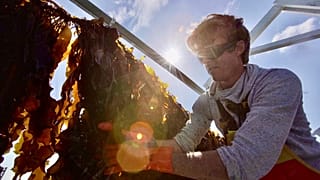 Un cultivo de algas competitivo y sostenible para garantizar el futuro alimentario