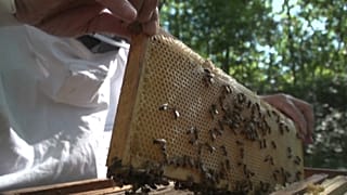 Des abeilles au travail