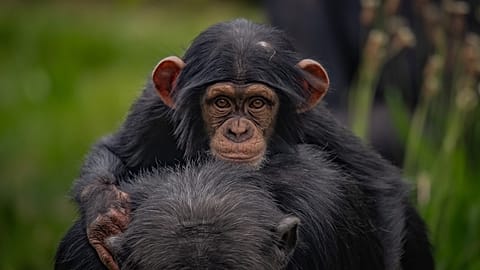 Chester Zoo
