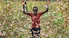 Un jóven granjero rodeado de langostas en Katitika, municipio de Kitui , Kenya
