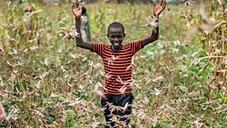 Un jóven granjero rodeado de langostas en Katitika, municipio de Kitui , Kenya