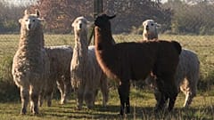 Las llamas que están desarrollando anticuerpos contra la covid-19