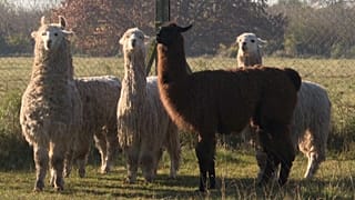 Las llamas que están desarrollando anticuerpos contra la covid-19
