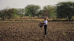 Agricultores tentam afastar praga de gafanhotos